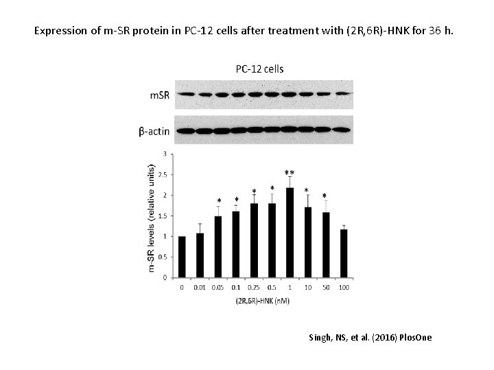 Expression of m-SR protein in PC-12 cells after treatment with (2 R, 6 R)-HNK