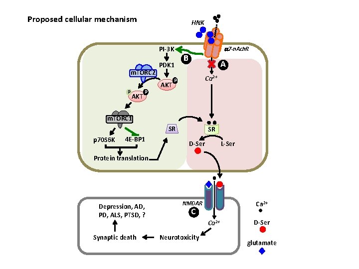 Proposed cellular mechanism HNK PI-3 K m. TORC 2 P AKT P PDK 1