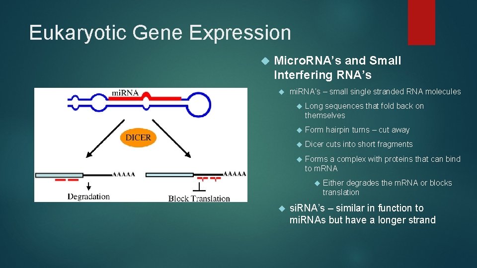 Eukaryotic Gene Expression Micro. RNA’s and Small Interfering RNA’s mi. RNA’s – small single