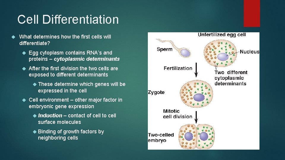 Cell Differentiation What determines how the first cells will differentiate? Egg cytoplasm contains RNA’s