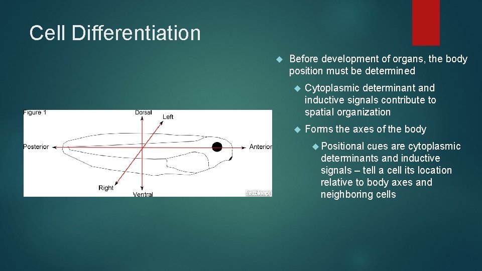 Cell Differentiation Before development of organs, the body position must be determined Cytoplasmic determinant