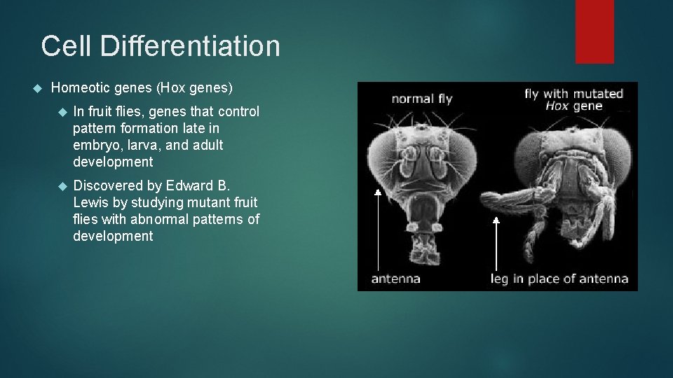 Cell Differentiation Homeotic genes (Hox genes) In fruit flies, genes that control pattern formation