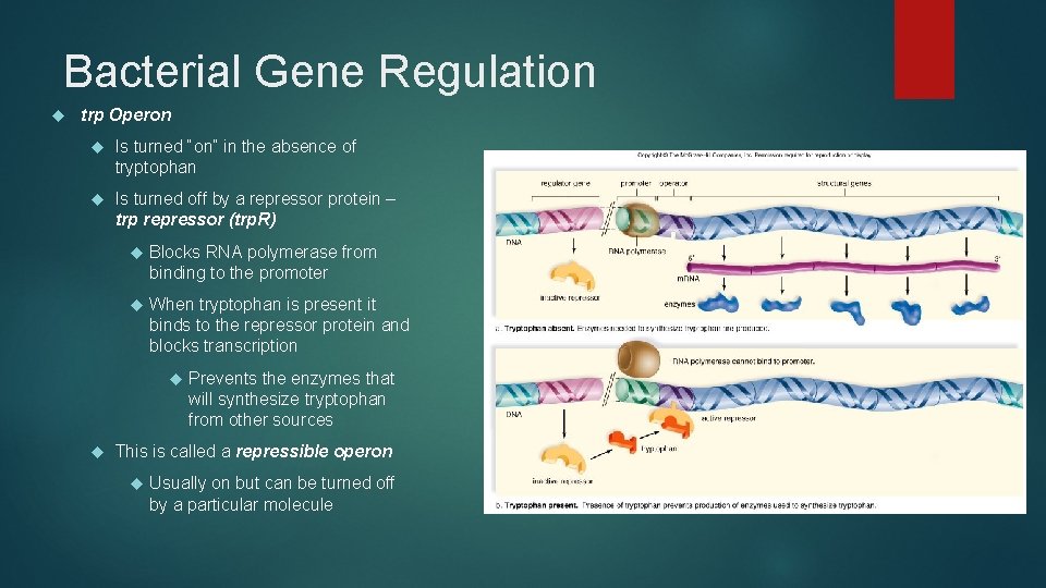 Bacterial Gene Regulation trp Operon Is turned “on” in the absence of tryptophan Is