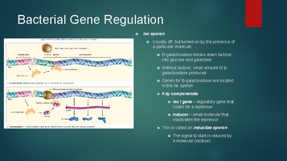 Bacterial Gene Regulation lac operon Usually off, but turned on by the presence of