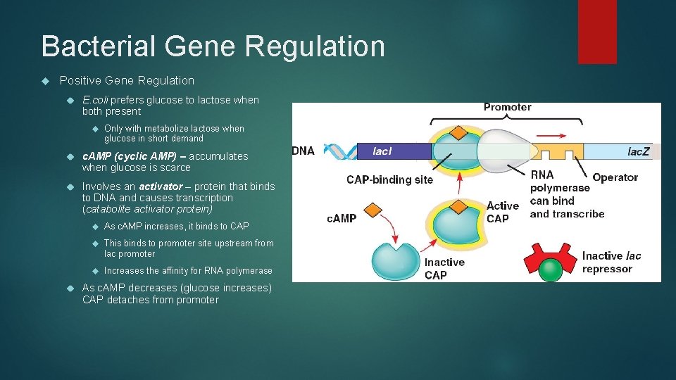 Bacterial Gene Regulation Positive Gene Regulation E. coli prefers glucose to lactose when both