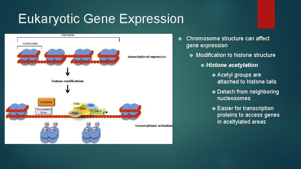 Eukaryotic Gene Expression Chromosome structure can affect gene expression Modification to histone structure Histone