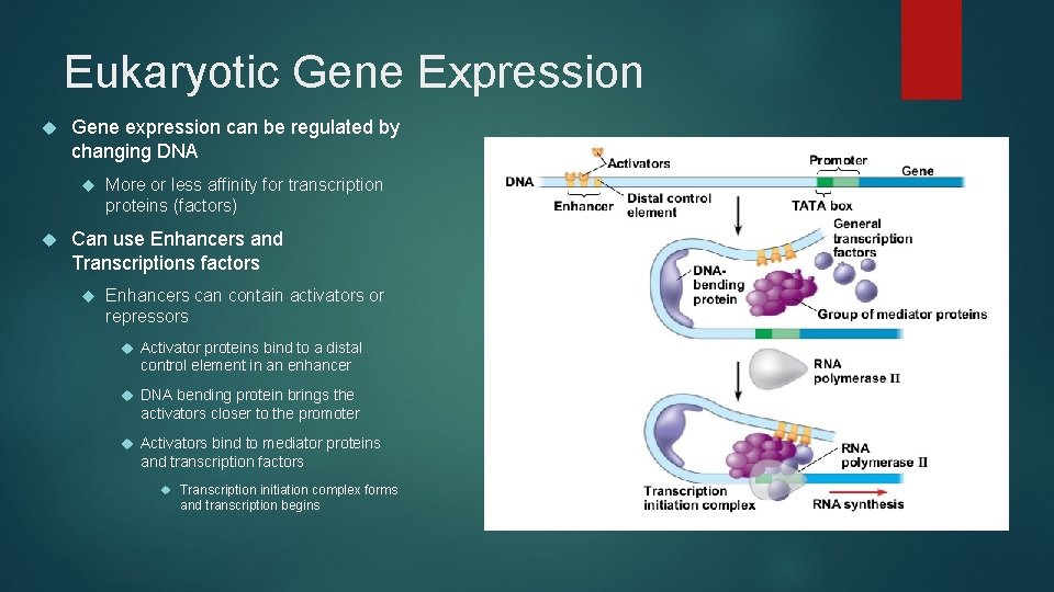 Eukaryotic Gene Expression Gene expression can be regulated by changing DNA More or less