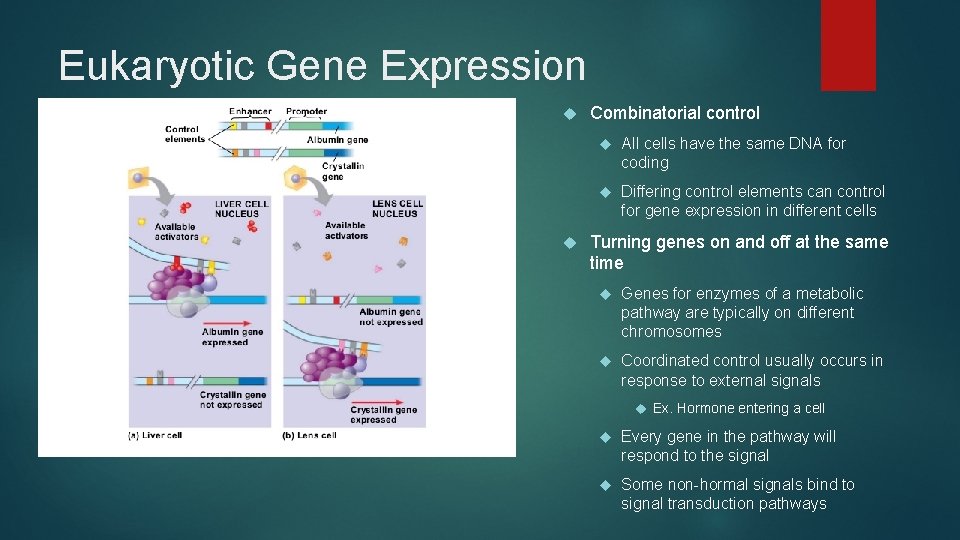 Eukaryotic Gene Expression Combinatorial control All cells have the same DNA for coding Differing