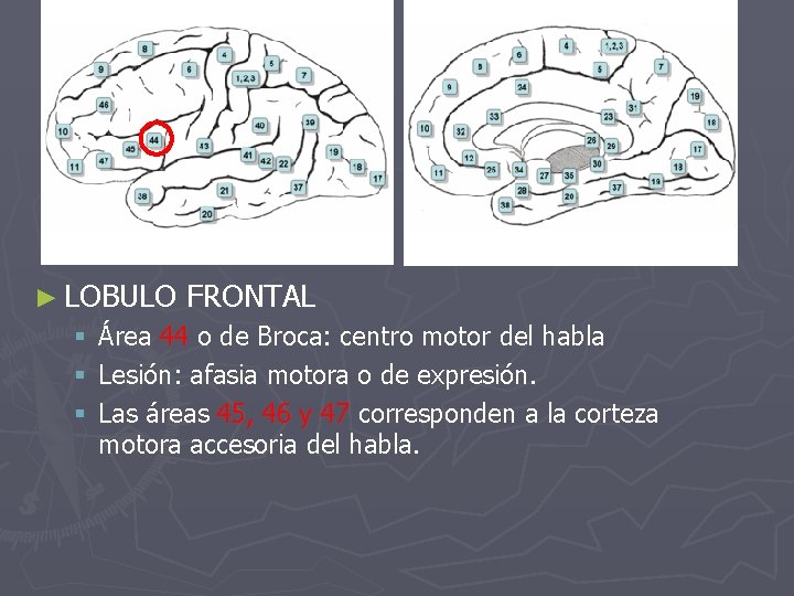 ► LOBULO FRONTAL § Área 44 o de Broca: centro motor del habla §