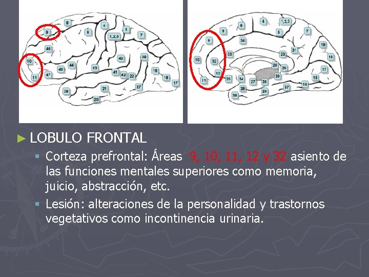 ► LOBULO FRONTAL § Corteza prefrontal: Áreas 9, 10, 11, 12 y 32 asiento