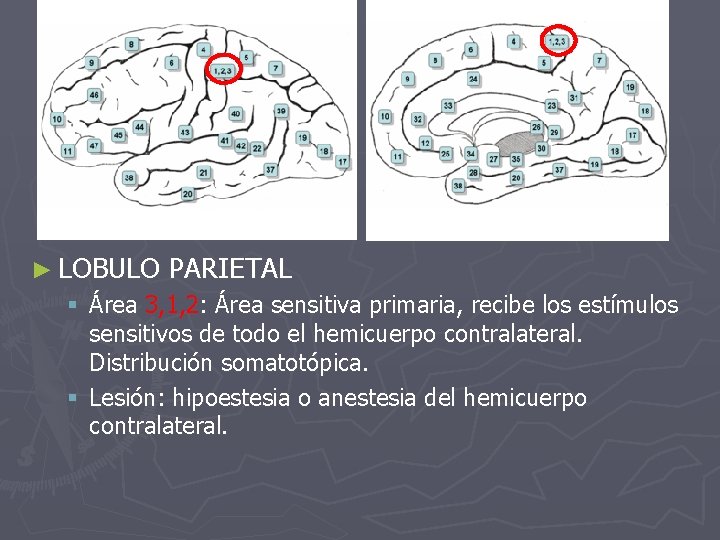 ► LOBULO PARIETAL § Área 3, 1, 2: Área sensitiva primaria, recibe los estímulos