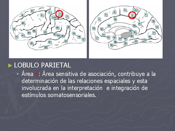 ► LOBULO PARIETAL § Área 5: Área sensitiva de asociación, contribuye a la determinación