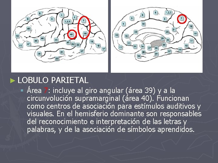 ► LOBULO PARIETAL § Área 7: incluye al giro angular (área 39) y a