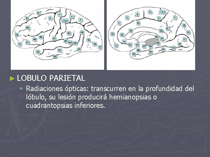 ► LOBULO PARIETAL § Radiaciones ópticas: transcurren en la profundidad del lóbulo, su lesión