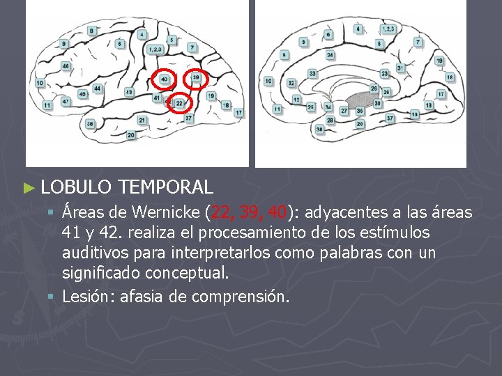 ► LOBULO TEMPORAL § Áreas de Wernicke (22, 39, 40): adyacentes a las áreas