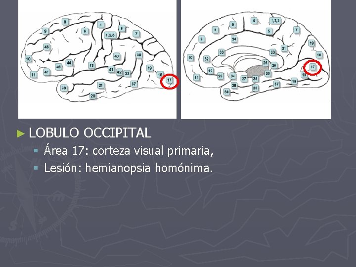 ► LOBULO OCCIPITAL § Área 17: corteza visual primaria, § Lesión: hemianopsia homónima. 