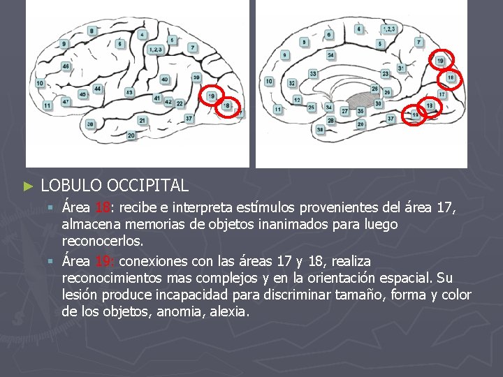 ► LOBULO OCCIPITAL § Área 18: recibe e interpreta estímulos provenientes del área 17,