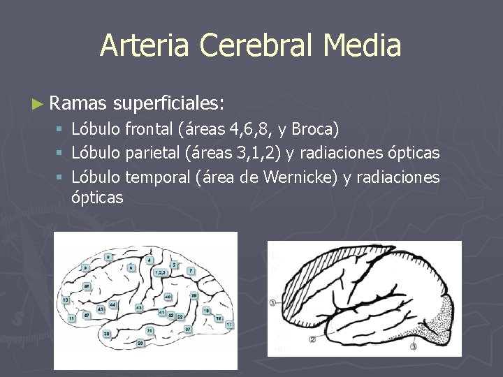 Arteria Cerebral Media ► Ramas § § § superficiales: Lóbulo frontal (áreas 4, 6,