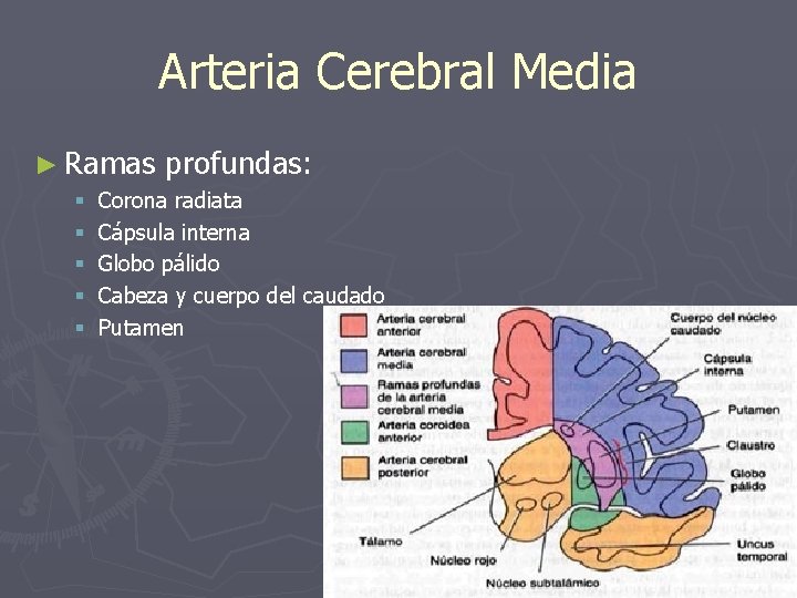 Arteria Cerebral Media ► Ramas § § § profundas: Corona radiata Cápsula interna Globo