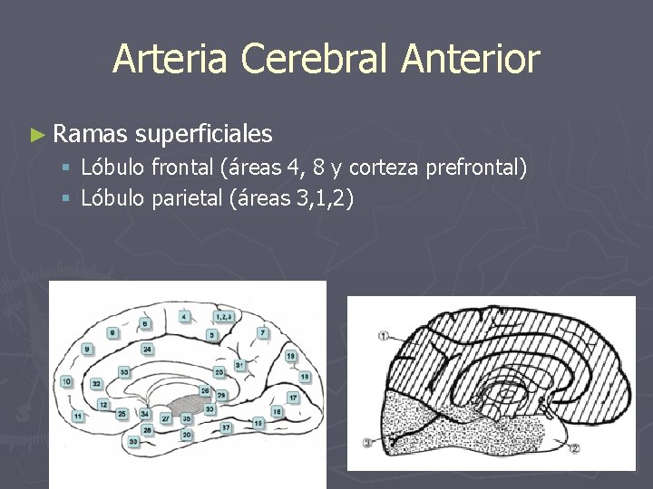 Arteria Cerebral Anterior ► Ramas superficiales § Lóbulo frontal (áreas 4, 8 y corteza