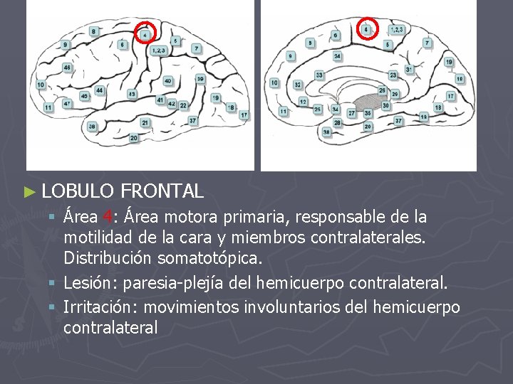 ► LOBULO FRONTAL § Área 4: Área motora primaria, responsable de la motilidad de