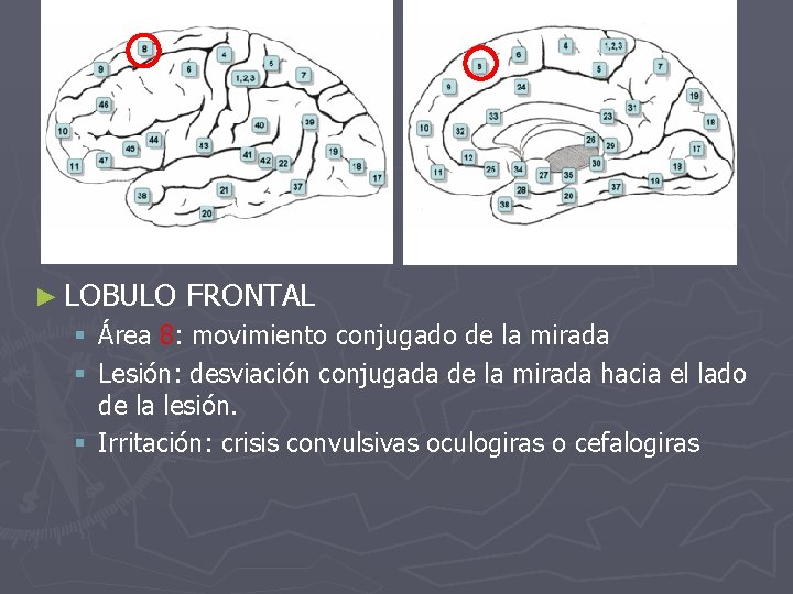 ► LOBULO FRONTAL § Área 8: movimiento conjugado de la mirada § Lesión: desviación