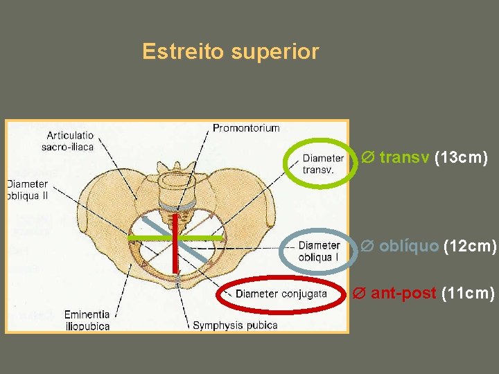 Estreito superior transv (13 cm) oblíquo (12 cm) ant-post (11 cm) 