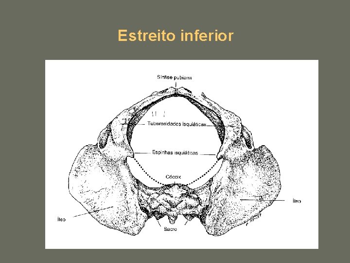 Estreito inferior 