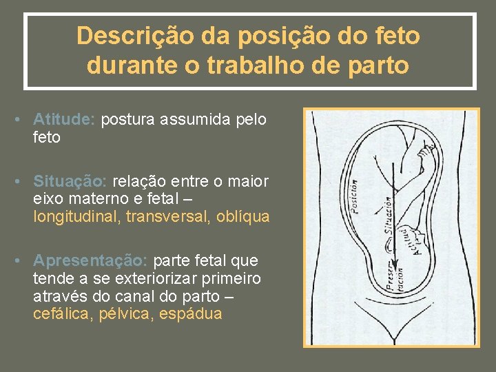Descrição da posição do feto durante o trabalho de parto • Atitude: postura assumida
