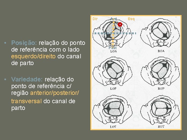 Dir • Posição: relação do ponto de referência com o lado esquerdo/direito do canal