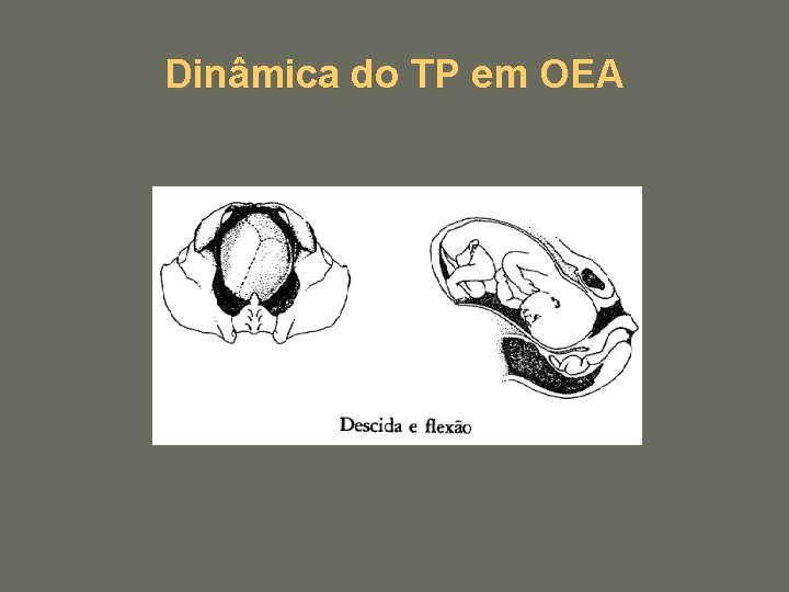 Dinâmica do TP em OEA 