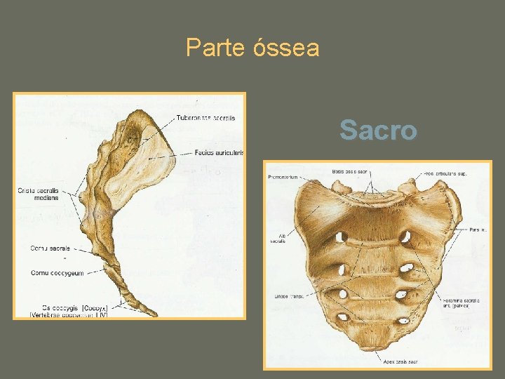 Parte óssea Sacro 