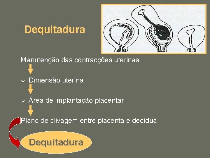 Dequitadura Manutenção das contracções uterinas ¯ Dimensão uterina ¯ Área de implantação placentar Plano