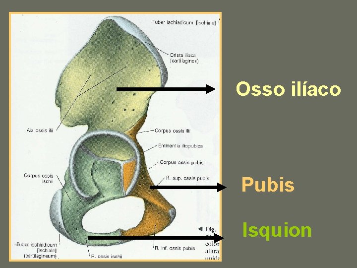 Osso ilíaco Pubis Isquion 