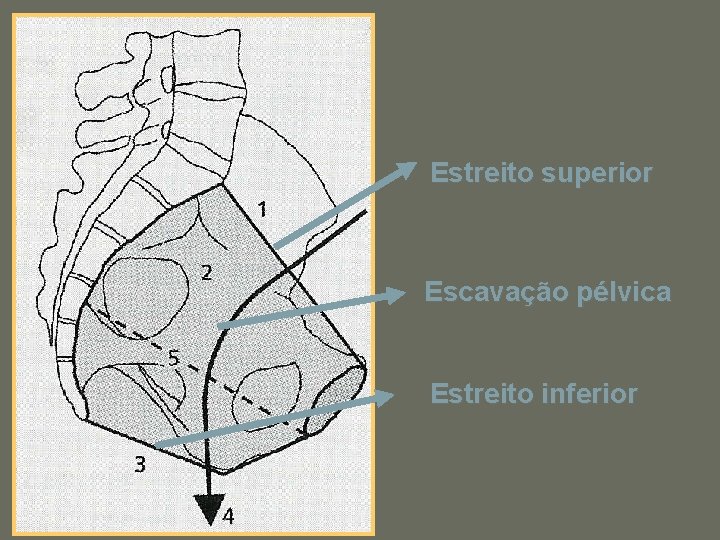 Estreito superior Escavação pélvica Estreito inferior 