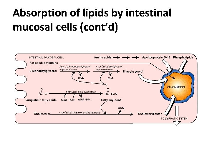 Absorption of lipids by intestinal mucosal cells (cont’d) 