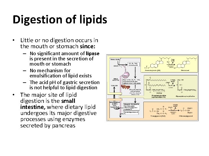 Digestion of lipids • Little or no digestion occurs in the mouth or stomach
