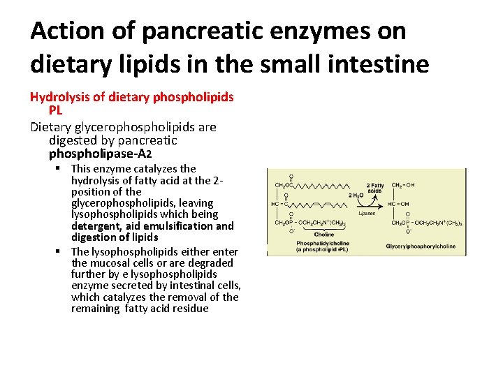 Action of pancreatic enzymes on dietary lipids in the small intestine Hydrolysis of dietary
