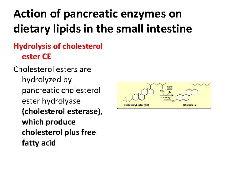 Action of pancreatic enzymes on dietary lipids in the small intestine Hydrolysis of cholesterol