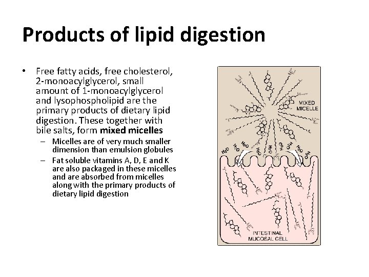 Products of lipid digestion • Free fatty acids, free cholesterol, 2 -monoacylglycerol, small amount