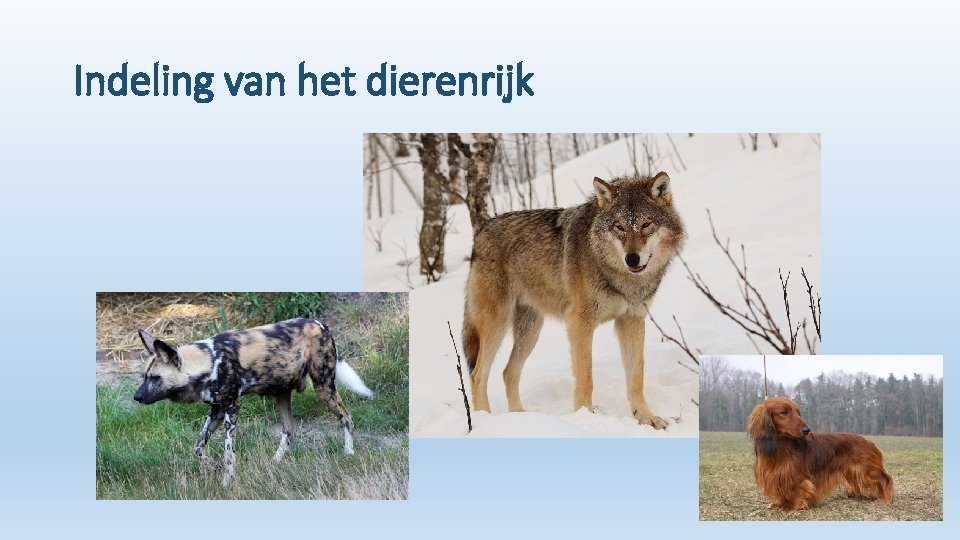 Indeling van het dierenrijk 