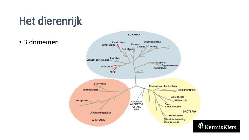 Het dierenrijk • 3 domeinen 