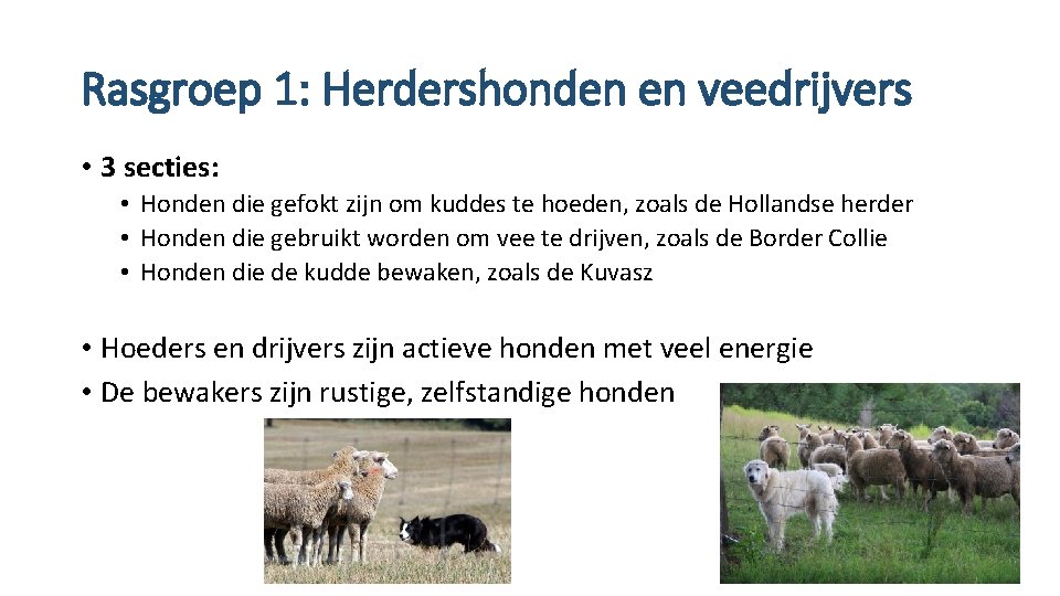 Rasgroep 1: Herdershonden en veedrijvers • 3 secties: • Honden die gefokt zijn om