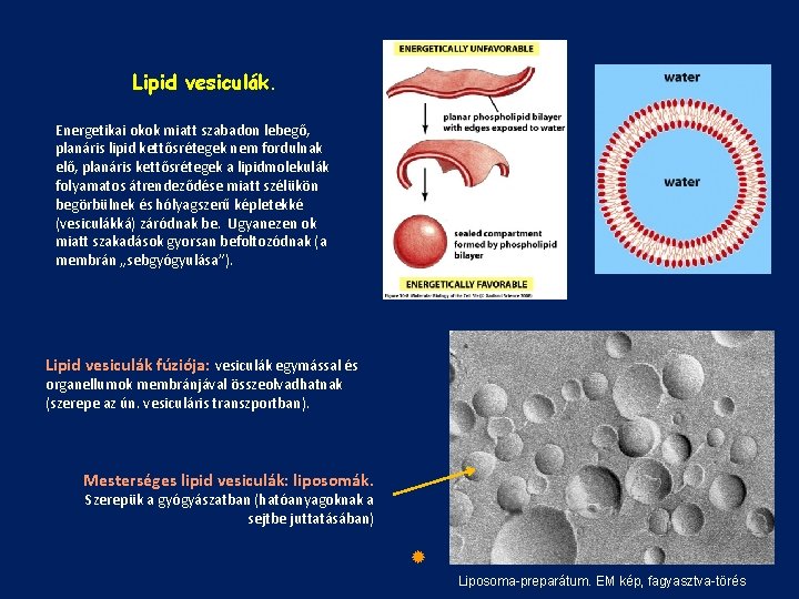 Lipid vesiculák. Energetikai okok miatt szabadon lebegő, planáris lipid kettősrétegek nem fordulnak elő, planáris