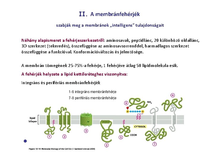 II. A membránfehérjék szabják meg a membránok „intelligens” tulajdonságait Néhány alapismeret a fehérjeszerkezetről: aminosavak,
