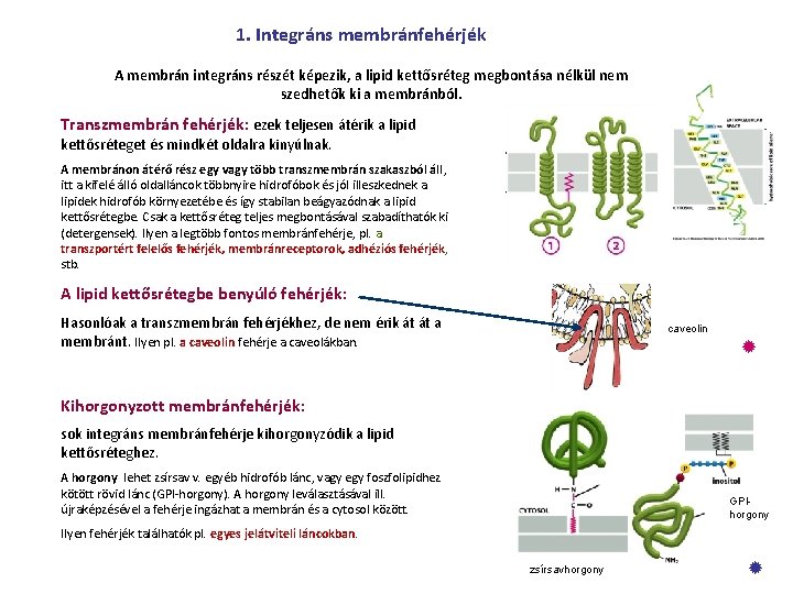 1. Integráns membránfehérjék A membrán integráns részét képezik, a lipid kettősréteg megbontása nélkül nem
