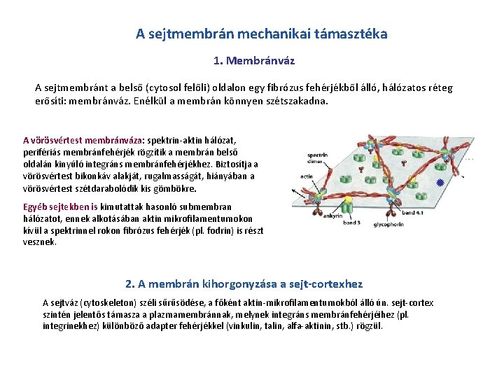 A sejtmembrán mechanikai támasztéka 1. Membránváz A sejtmembránt a belső (cytosol felőli) oldalon egy