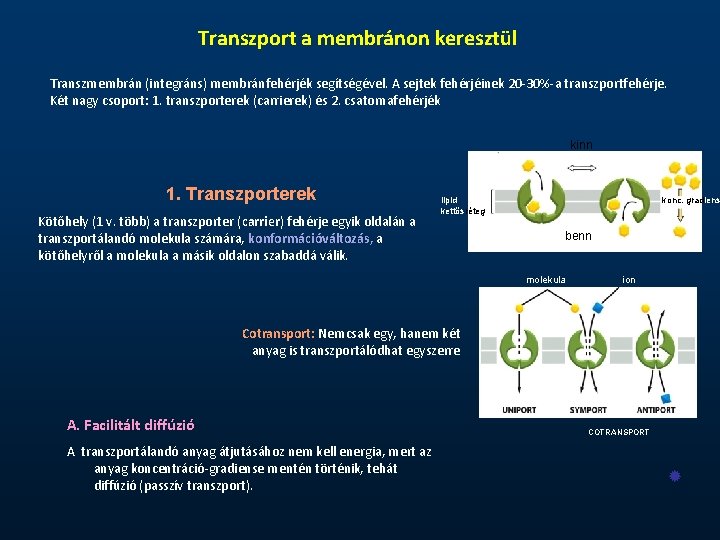 Transzport a membránon keresztül Transzmembrán (integráns) membránfehérjék segítségével. A sejtek fehérjéinek 20 -30%-a transzportfehérje.