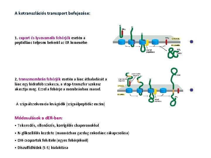 A kotranszlációs transzport befejezése: 1. export és lysosomalis fehérjék esetén a peptidlánc teljesen bekerül