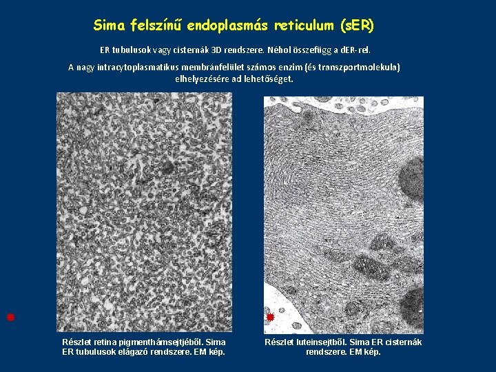 Sima felszínű endoplasmás reticulum (s. ER) ER tubulusok vagy cisternák 3 D rendszere. Néhol